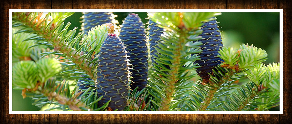 ხეები წიწვოვანი ფოთლოვანი ბუჩქები ასვლა მცენარეები და ხეები სანერგე პოლონეთში