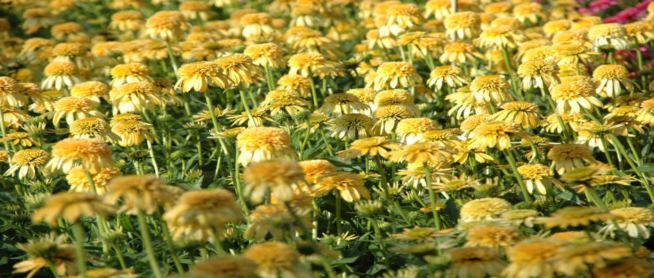 ხეები წიწვოვანი ფოთლოვანი ბუჩქები ასვლა მცენარეები და ხეები სანერგე პოლონეთში