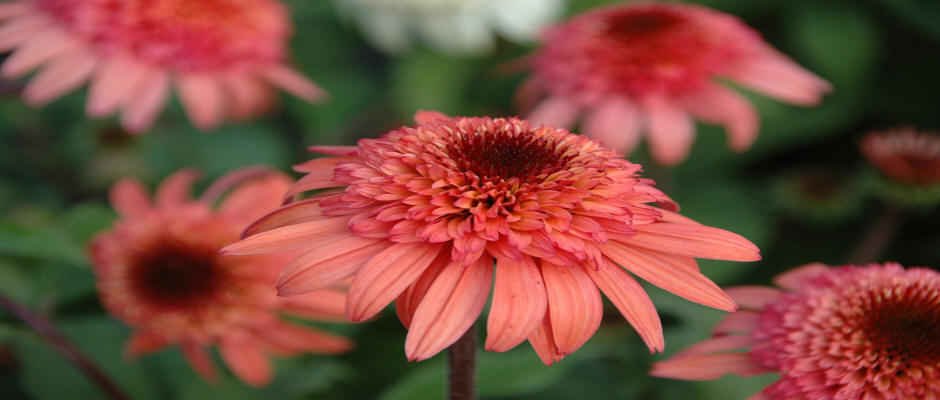 ხეები წიწვოვანი ფოთლოვანი ბუჩქები ასვლა მცენარეები და ხეები სანერგე პოლონეთში