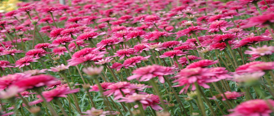 ხეები წიწვოვანი ფოთლოვანი ბუჩქები ასვლა მცენარეები და ხეები სანერგე პოლონეთში