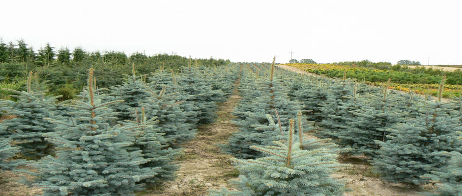 ხეები წიწვოვანი ფოთლოვანი ბუჩქები ასვლა მცენარეები და ხეები სანერგე პოლონეთში