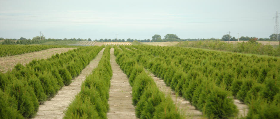 ხეები წიწვოვანი ფოთლოვანი ბუჩქები ასვლა მცენარეები და ხეები სანერგე პოლონეთში