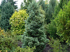 ხეები წიწვოვანი ფოთლოვანი ბუჩქები ასვლა მცენარეები და ხეები სანერგე პოლონეთში