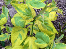 ხეები წიწვოვანი ფოთლოვანი ბუჩქები ასვლა მცენარეები და ხეები სანერგე პოლონეთში