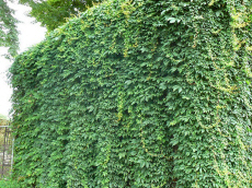 ხეები წიწვოვანი ფოთლოვანი ბუჩქები ასვლა მცენარეები და ხეები სანერგე პოლონეთში