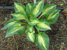 ხეები წიწვოვანი ფოთლოვანი ბუჩქები ასვლა მცენარეები და ხეები სანერგე პოლონეთში