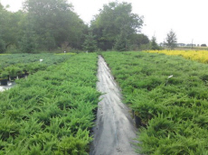 ხეები წიწვოვანი ფოთლოვანი ბუჩქები ასვლა მცენარეები და ხეები სანერგე პოლონეთში