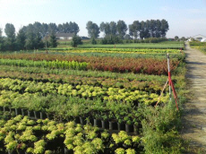 ხეები წიწვოვანი ფოთლოვანი ბუჩქები ასვლა მცენარეები და ხეები სანერგე პოლონეთში