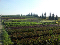 ხეები წიწვოვანი ფოთლოვანი ბუჩქები ასვლა მცენარეები და ხეები სანერგე პოლონეთში