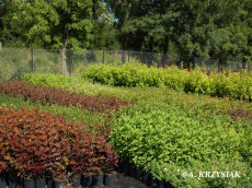 ხეები წიწვოვანი ფოთლოვანი ბუჩქები ასვლა მცენარეები და ხეები სანერგე პოლონეთში