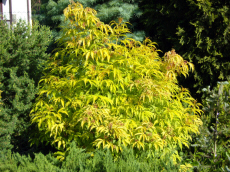 ხეები წიწვოვანი ფოთლოვანი ბუჩქები ასვლა მცენარეები და ხეები სანერგე პოლონეთში