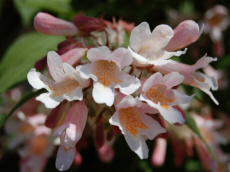 ხეები წიწვოვანი ფოთლოვანი ბუჩქები ასვლა მცენარეები და ხეები სანერგე პოლონეთში