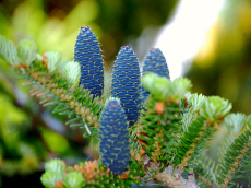 ხეები წიწვოვანი ფოთლოვანი ბუჩქები ასვლა მცენარეები და ხეები სანერგე პოლონეთში