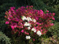 ხეები წიწვოვანი ფოთლოვანი ბუჩქები ასვლა მცენარეები და ხეები სანერგე პოლონეთში