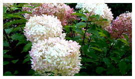 ხეები წიწვოვანი ფოთლოვანი ბუჩქები ასვლა მცენარეები და ხეები სანერგე პოლონეთში