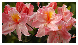 ხეები წიწვოვანი ფოთლოვანი ბუჩქები ასვლა მცენარეები და ხეები სანერგე პოლონეთში